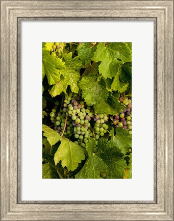 Framed Pinot Grapes In Veraison In Vineyard In The Okanogan Valley, Washington Print