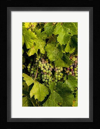 Framed Pinot Grapes In Veraison In Vineyard In The Okanogan Valley, Washington Print
