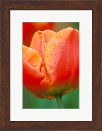 Framed Tulip Detail, Skagit Co, Wa Print