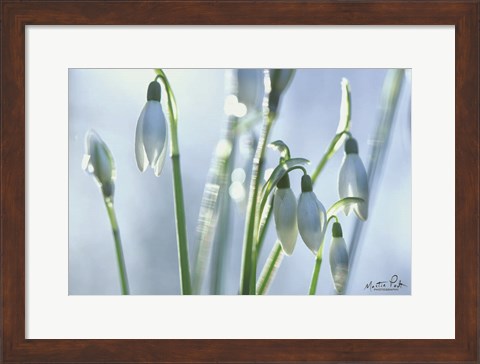 Framed Couple of Snowdrops Print