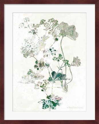 Framed Geranium Botanical Print
