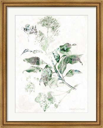 Framed Verbena Botanical Print