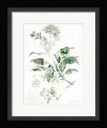 Framed Verbena Botanical Print