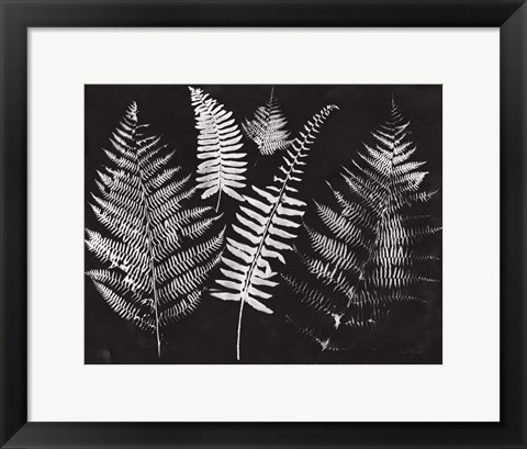 Framed Nature by the Lake Ferns I Black Crop Print