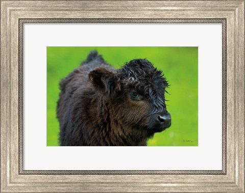 Framed Scottish Highland Cattle XI Print