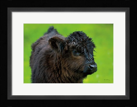 Framed Scottish Highland Cattle XI Print
