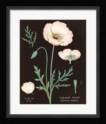 Framed Poppy Chart Cool Print