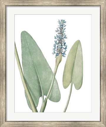 Framed Summer Botanicals IV on White Print