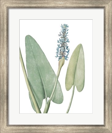 Framed Summer Botanicals IV on White Print