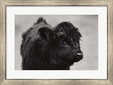 Framed Scottish Highland Cattle XI BW Print