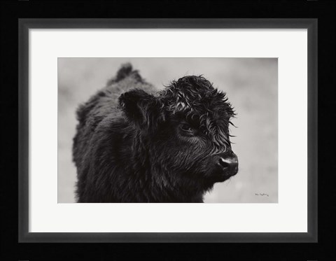 Framed Scottish Highland Cattle XI BW Print