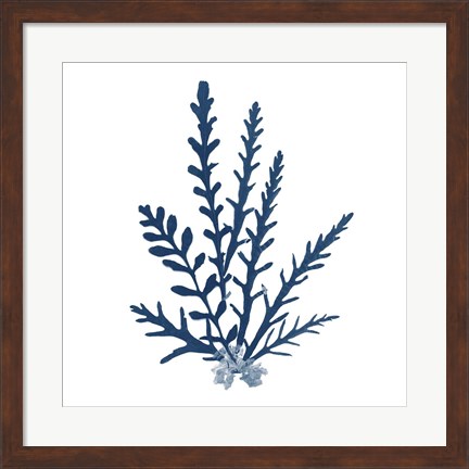 Framed Pacific Sea Mosses Blue on White III Print