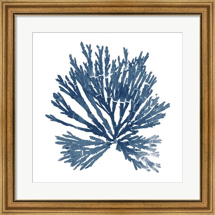 Framed Pacific Sea Mosses Blue on White II Print