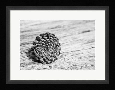 Framed Pinecone Print