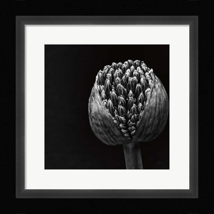 Framed Allium II Print