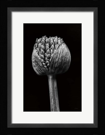 Framed Allium I Print