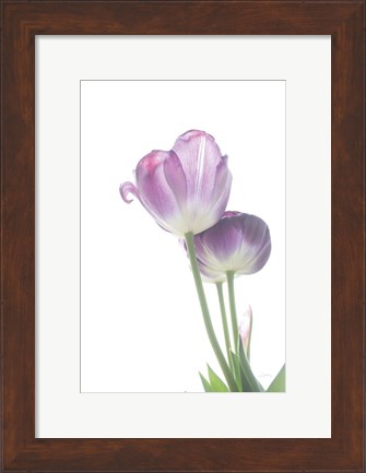 Framed Tulip Time III Print