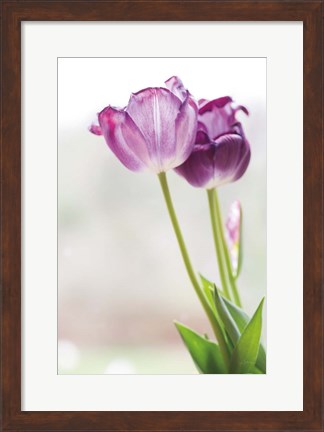 Framed Tulip Time II Print