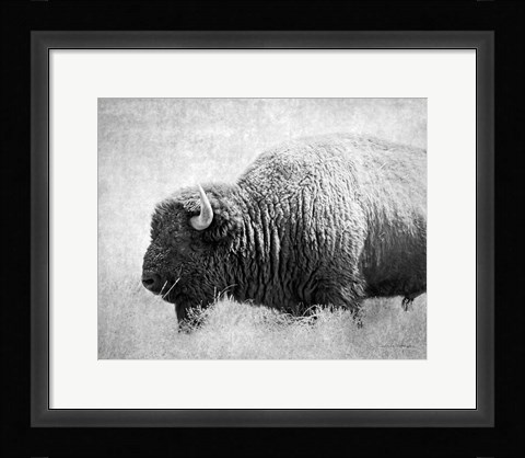 Framed Buffalo II BW Print