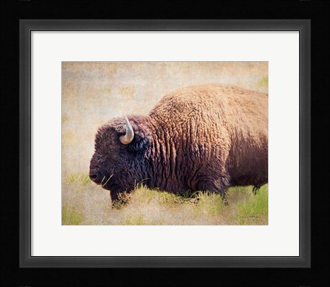 Framed Buffalo II Print