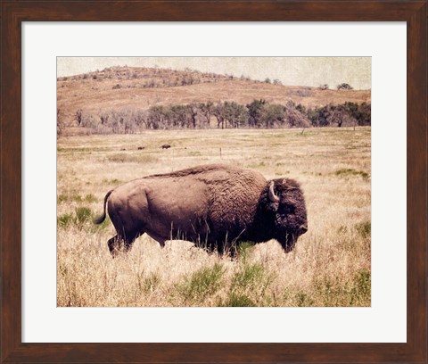 Framed Buffalo I Print