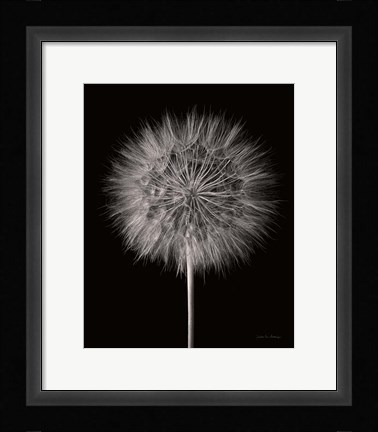 Framed Dandelion Fluff on Black Print