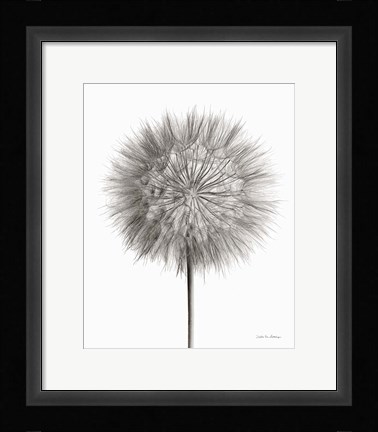 Framed Dandelion Fluff on White Print
