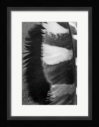 Framed Feather Shadow III Print