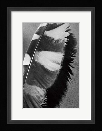 Framed Feather Shadow I Print