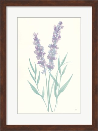 Framed Lavender I Print