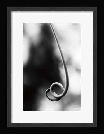 Framed Curly Cue Print