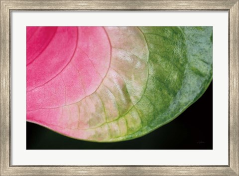 Framed Pink and Green Print