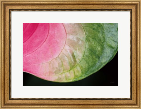 Framed Pink and Green Print