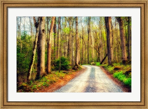 Framed Wood Path Print