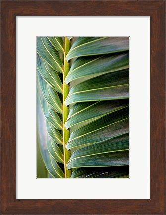 Framed Palma I Print
