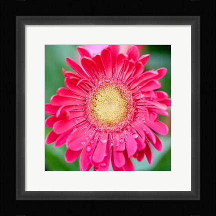 Framed Mixed Gerbera II Print