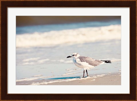 Framed See the Seagull Print