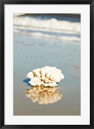 Framed Coral Reflection Print