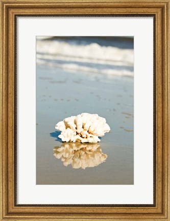Framed Coral Reflection Print