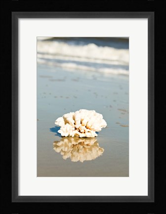 Framed Coral Reflection Print