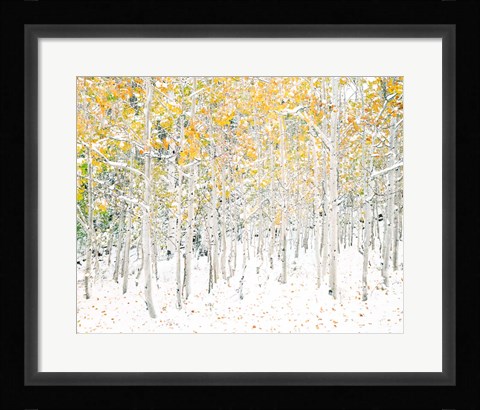 Framed Quaking Aspens Print
