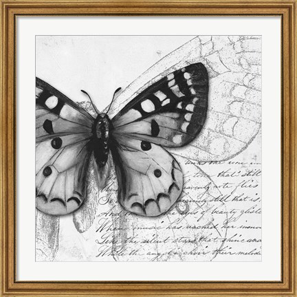 Framed Butterfly Studies I Print