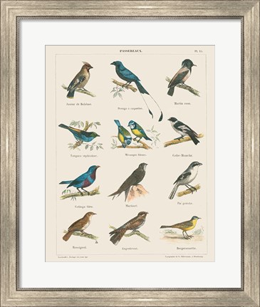 Framed Bird Chart II Print