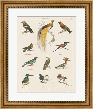 Framed Bird Chart I Print