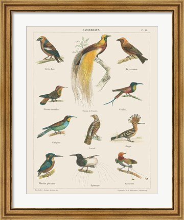 Framed Bird Chart I Print