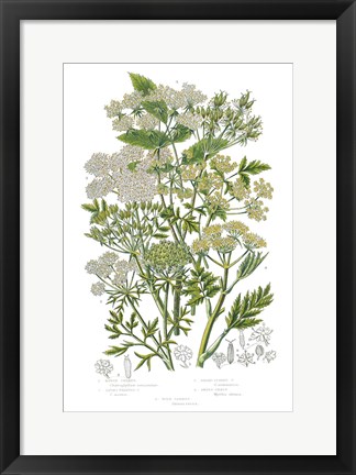Framed Flowering Plants III Print