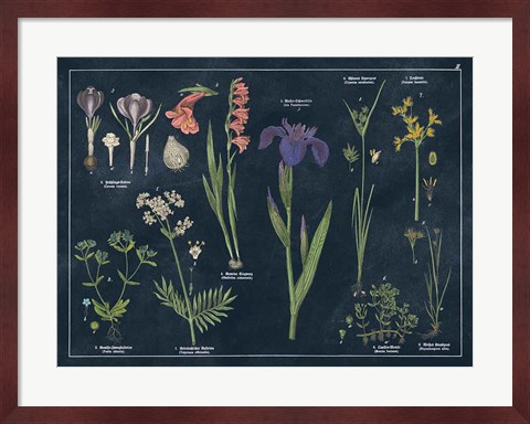 Framed Botanical Floral Chart II Dark Blue Print