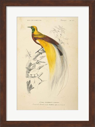 Framed Oiseaux de Paradis Print