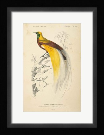 Framed Oiseaux de Paradis Print