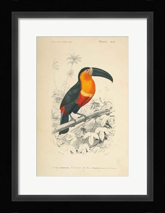 Framed Toucan du Para Print